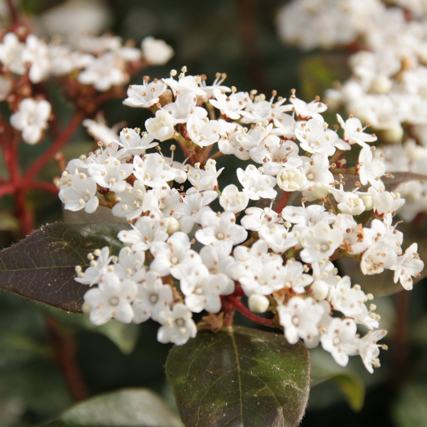 Sneeuwbal 'Eve Price' - Viburnum tinus 'eve price' - Willemse