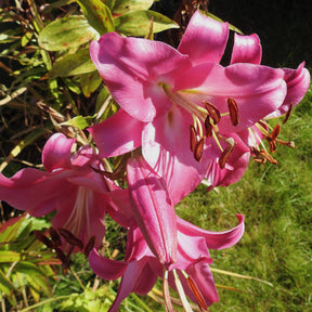 Trompetlelie 'Pink Perfection' (x3) - Willemse