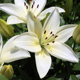 Lelie 'Kent' (x2) - Willemse