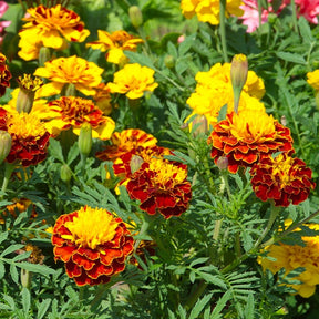 Dwerg goudsbloem - Tagetes patula - Zaden