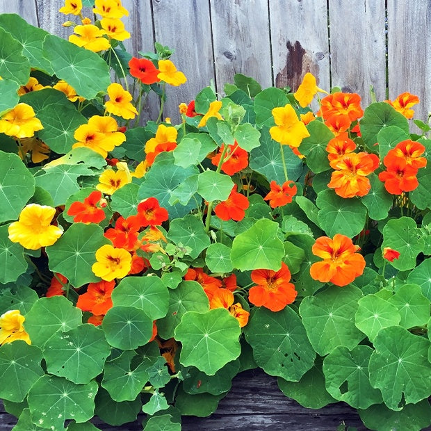 Oost-Indische kers Mix - Willemse