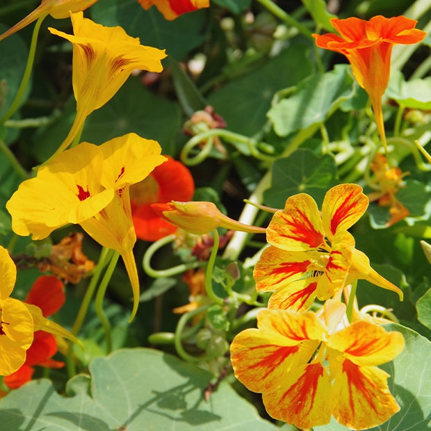 Tropaelum nanus - Oost-Indische kers Mix - Eenjarige bloemzaden