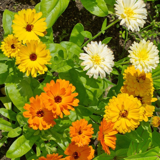 Goudsbloem Mix - Calendula officinalis - Willemse