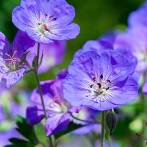 Verkoop Winterharde geranium Mix 'Katharine Adèle' + hymalayense (x9)