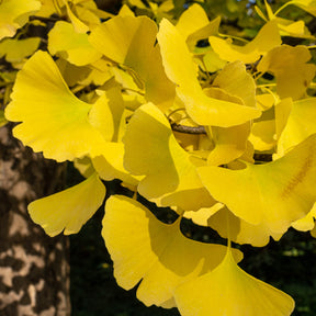 Japanse notenboom 'Blagon - Ginkgo biloba blagon - Willemse