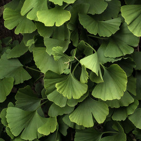 Bomen - Japanse notenboom 'Blagon - Ginkgo biloba blagon