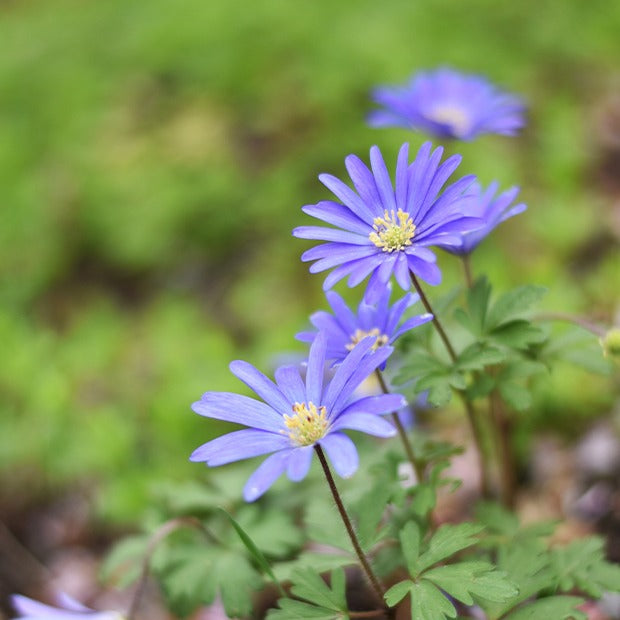 Anemone Blanda Blauw (x30) - Anemone blanda Blue Shades - Willemse
