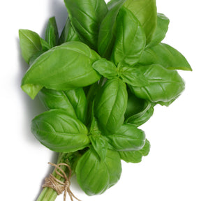 Verzameling van aromatische planten (x4) - Basilic, ciboulette, persil, thym - Willemse