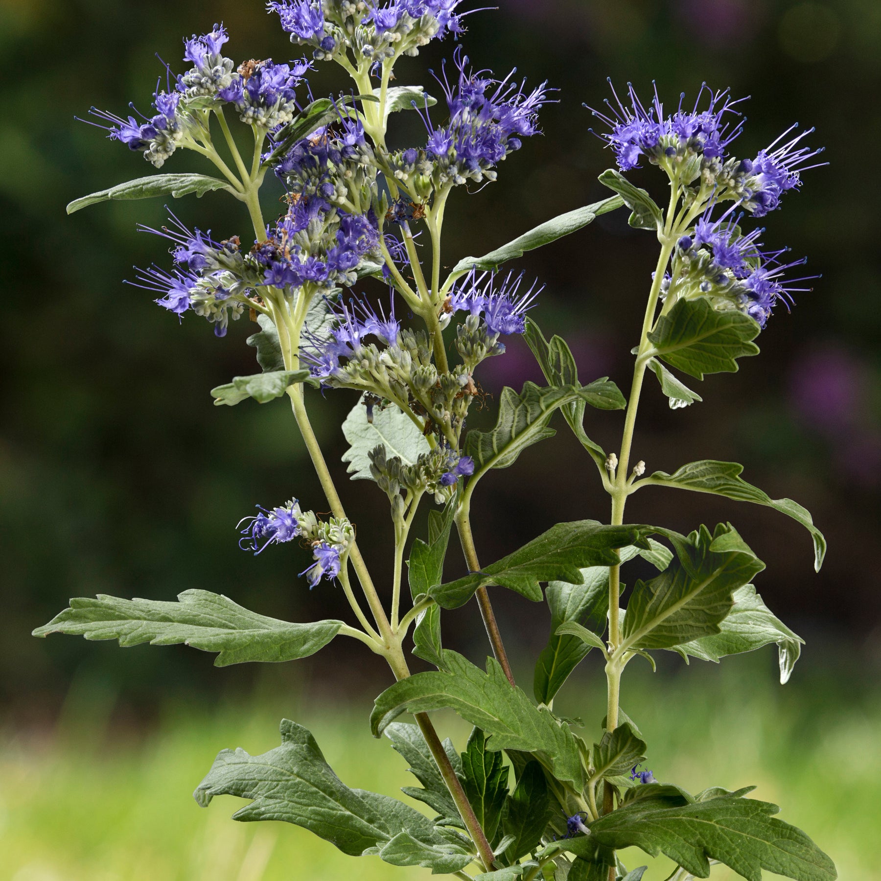 Blauwe spirea 'Good as Gold' - Willemse