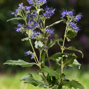 Blauwe spirea 'Good as Gold' - Willemse