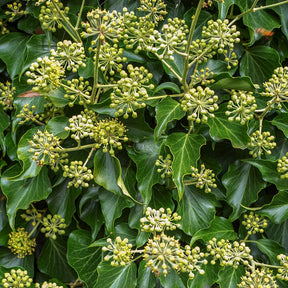 Struik klimop - Hedera helix arborescens - Willemse