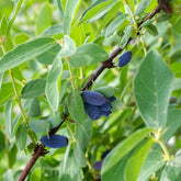 Honingbes 'Borealis' - Lonicera caerulea 'borealis' - Willemse