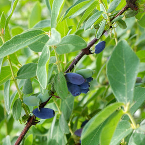 Honingbes 'Borealis' - Lonicera caerulea 'borealis' - Willemse