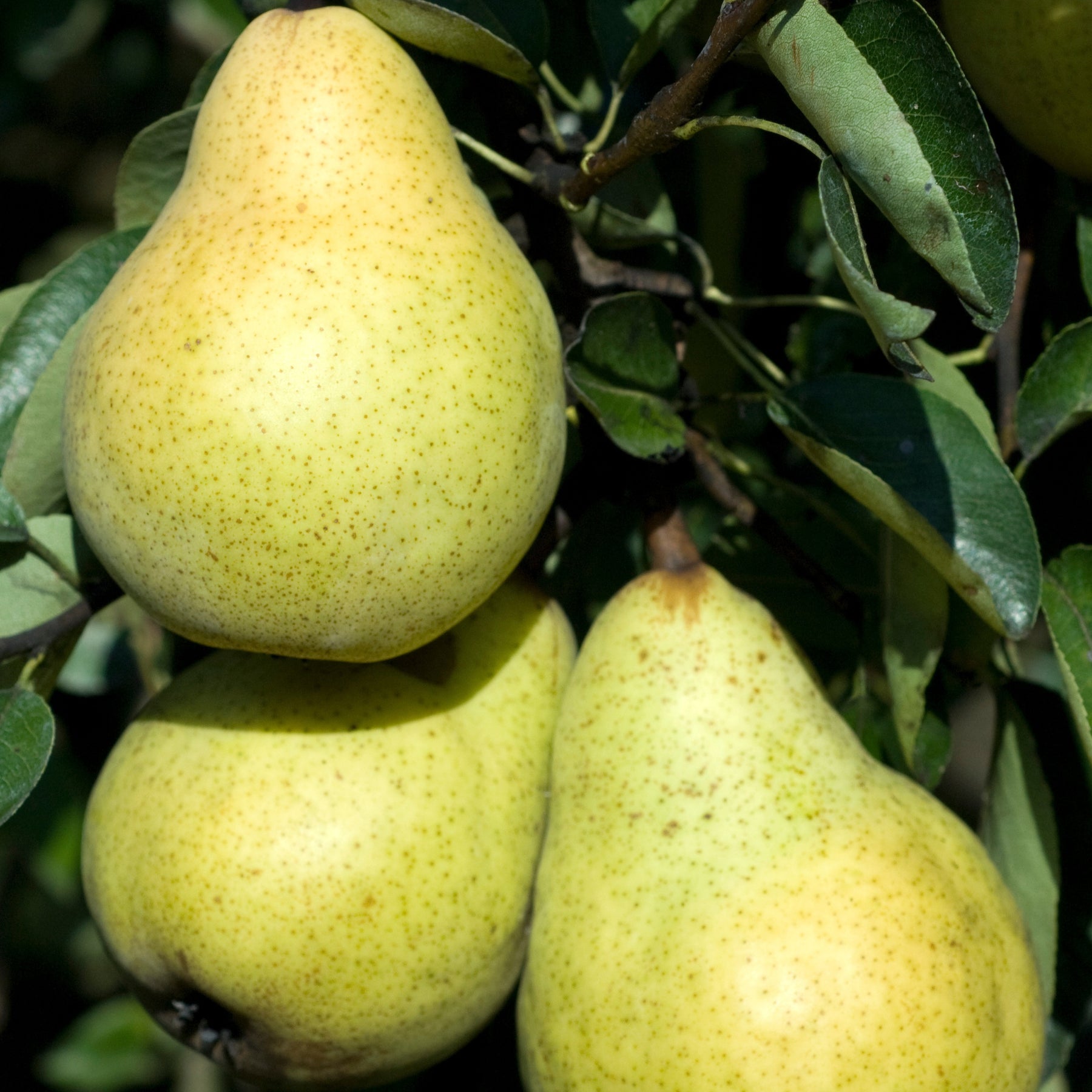 Perenboom Mix 'Conférence'+ 'William's' + 'Doyenné du Comice' - Pyrus communis conférence, william's, doyenné du comice - Willemse