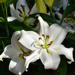 Aziatische Lilien Siberia (x3) - Willemse