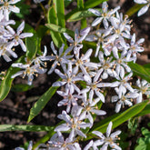Scilla's met twee bladeren (x10) - Scilla bifolia rosea - Willemse