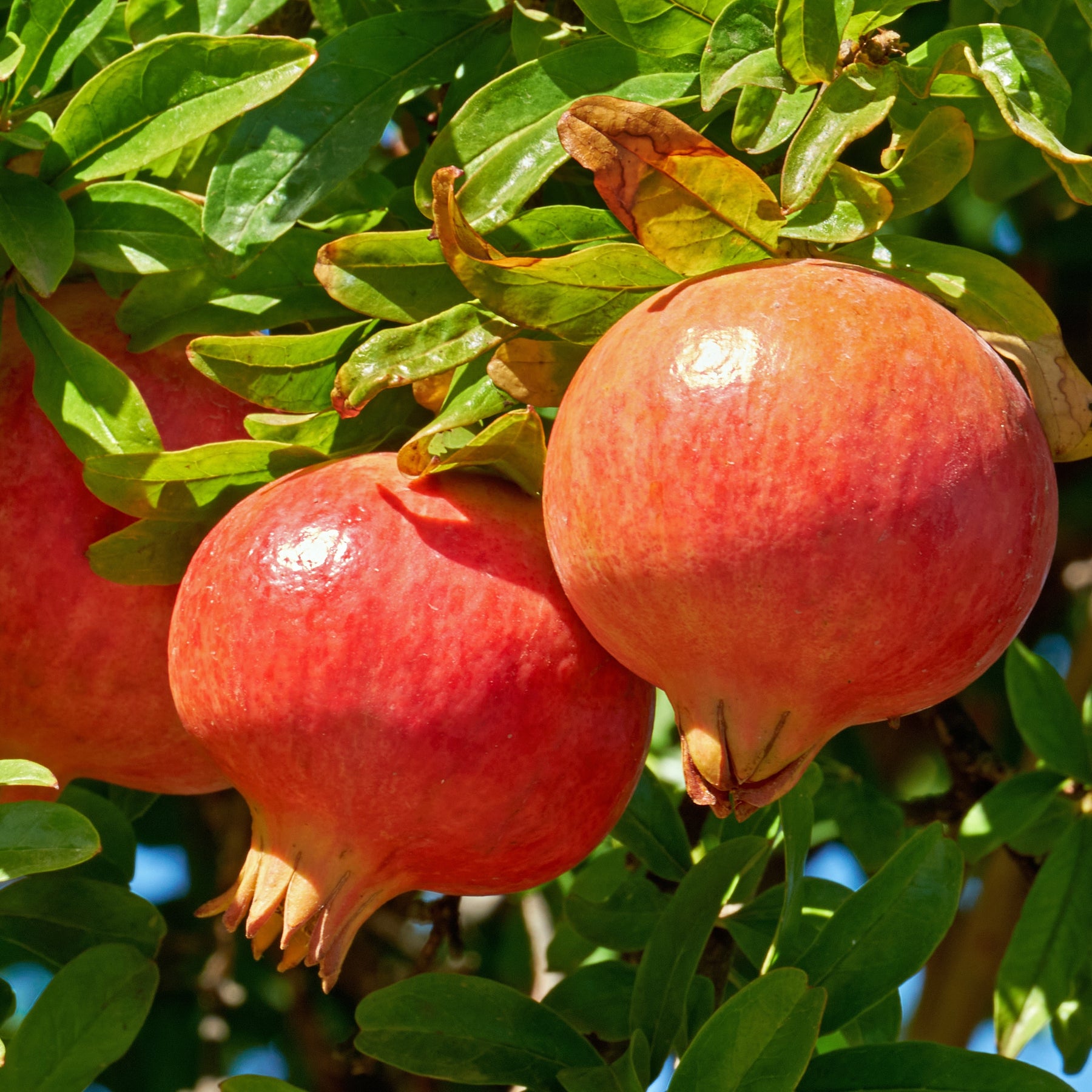 Granaatappelboom 'Dente di Leone' - Punica granatum dente di leone - Willemse
