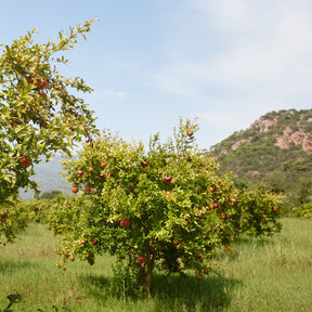 Granaatappel - Granaatappelboom 'Dente di Leone' - Punica granatum dente di leone