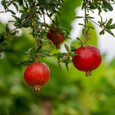 Granaatappelboom 'Fina Tendral' - Punica granatum fina tendral - Willemse