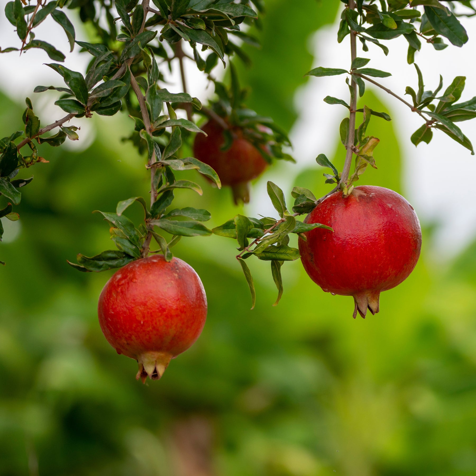 Granaatappelboom 'Fina Tendral' - Punica granatum fina tendral - Willemse
