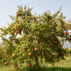 Punica granatum fina tendral - Granaatappelboom 'Fina Tendral' - Granaatappel