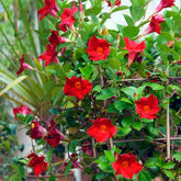 Braziliaanse jasmijn - Mandevilla sanderi - Willemse