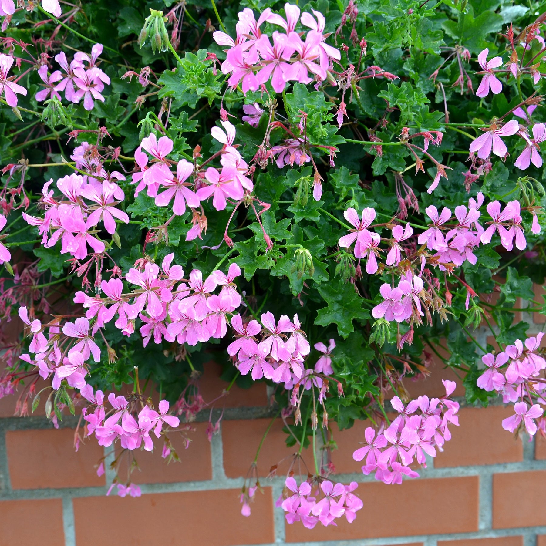 Hangende geranium - roze - Pelargonium peltatum - Willemse