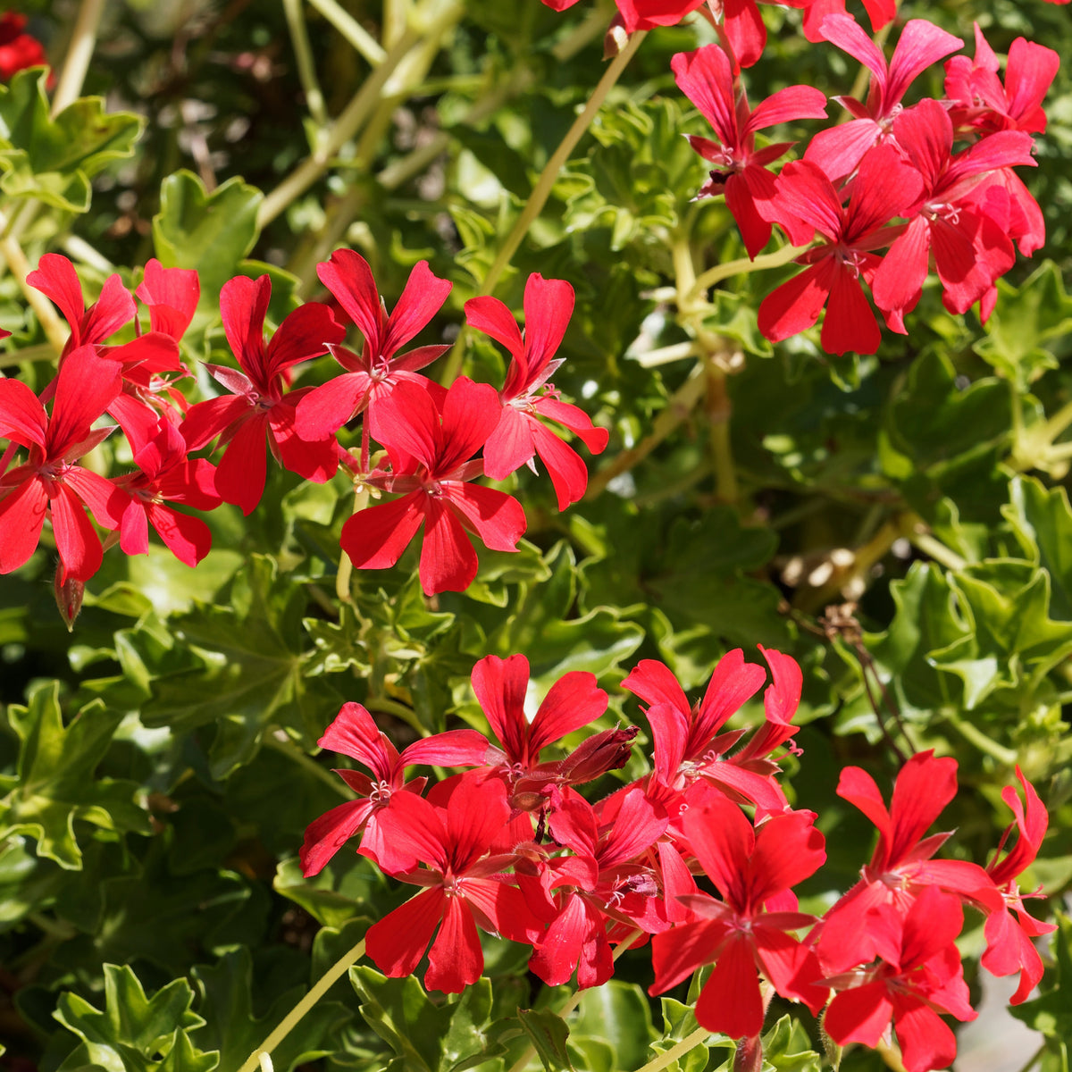 Pelargonium peltatum - Hanggeranium - Geranium - Pelargonium