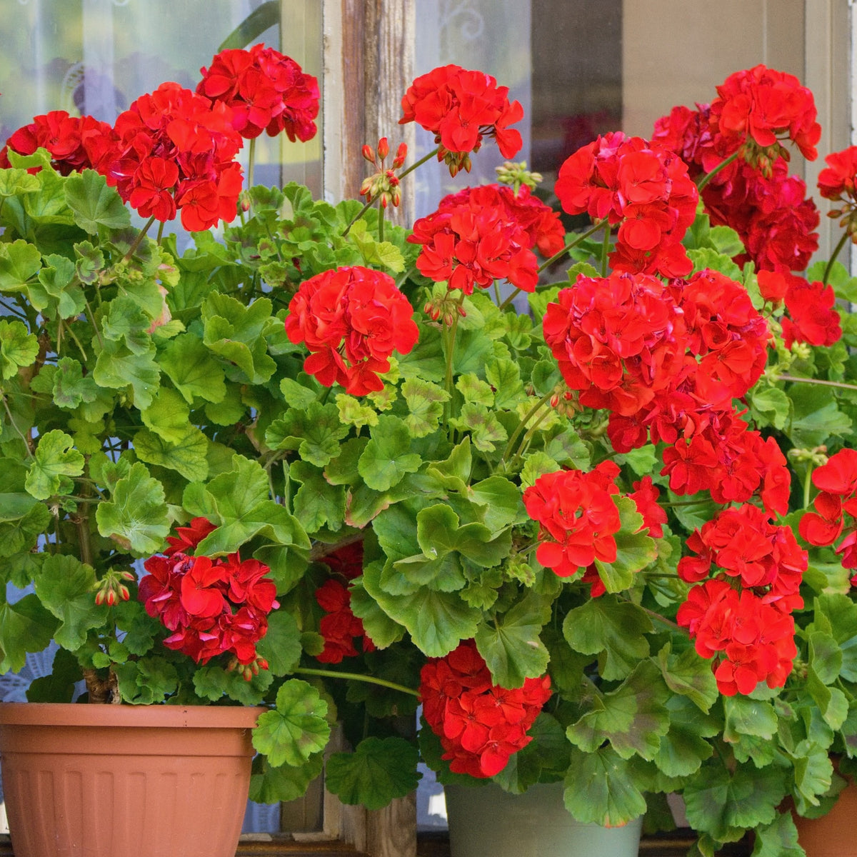 Verkoop Geranium Mix - rood + wit + Dark Lilac (x6) - Pelargonium zonale