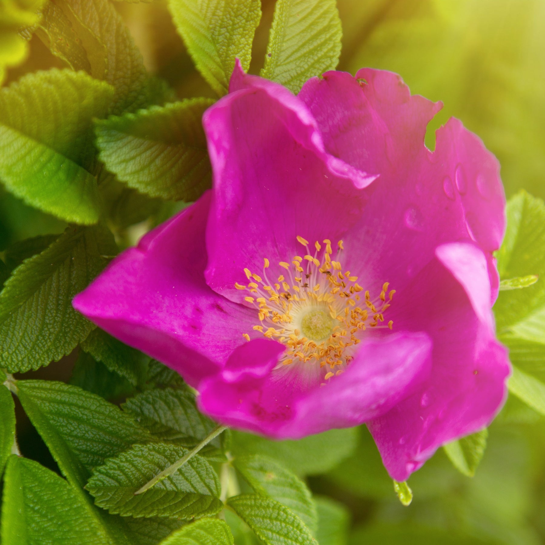 Wilde roos 'Rubra' - Rosa rugosa rubra - Willemse