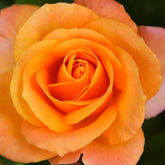 Roos - oranje - Willemse