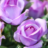 Klimroos - paars - Willemse