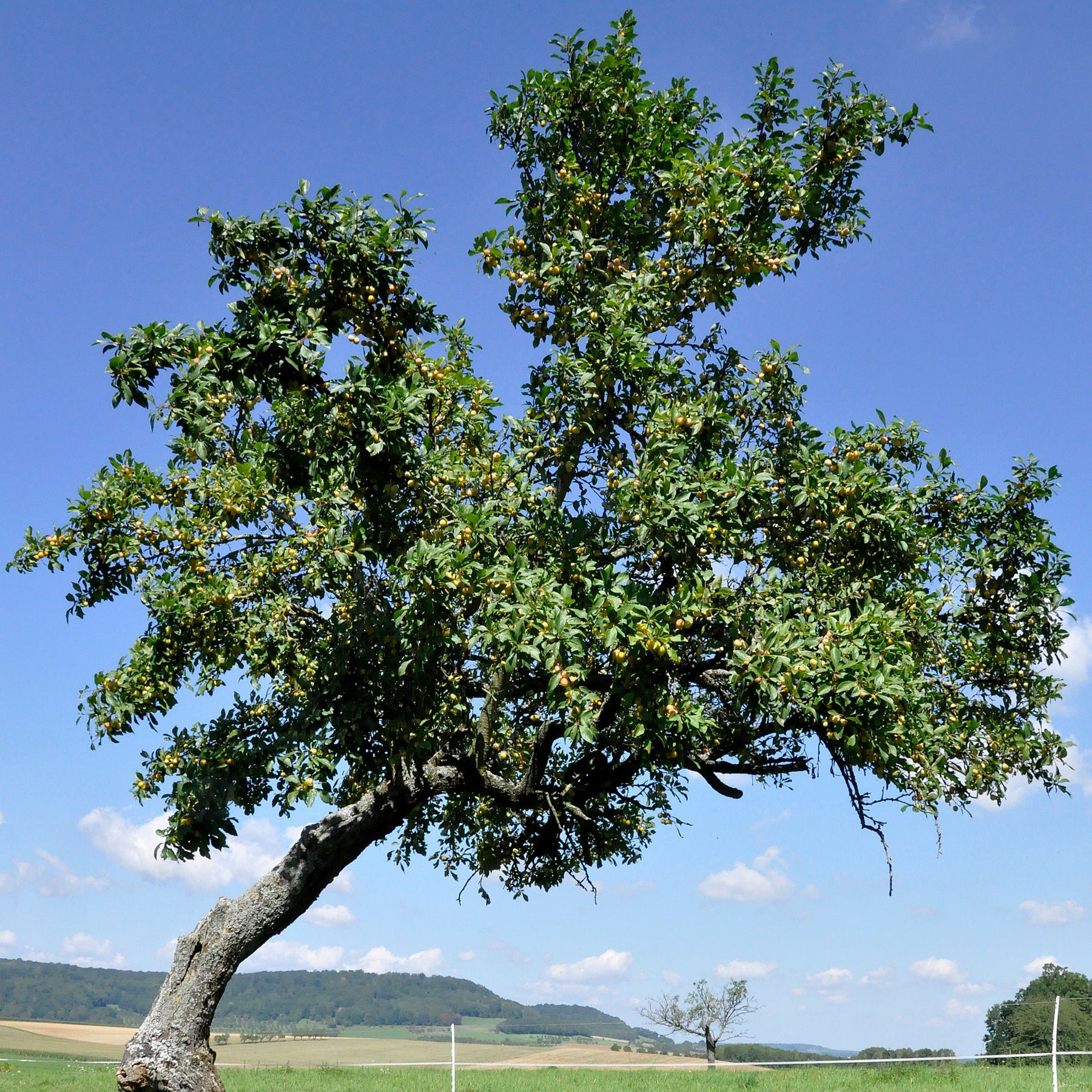 Pruimenboom 'Reine-Claude d'Oullins' - Prunus domestica Reine-Claude d'Oullins - Willemse