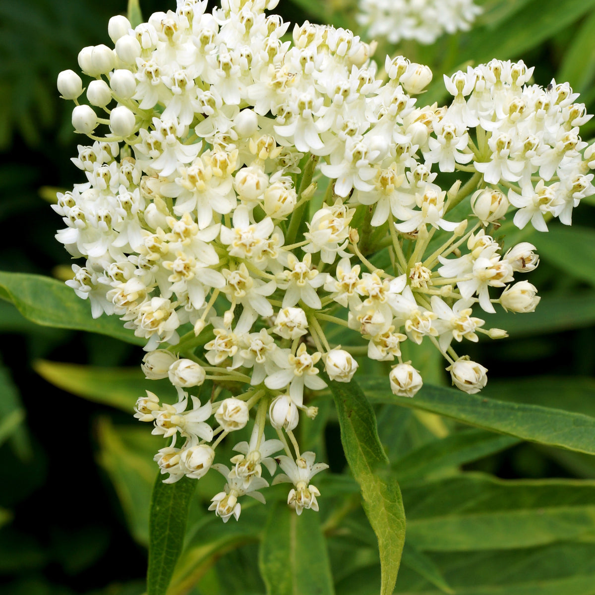 Rode zijdeplant Ice Ballet (x3) - Willemse