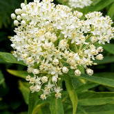 Rode zijdeplant Ice Ballet (x3) - Willemse