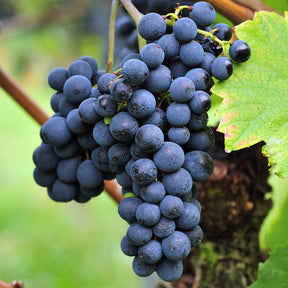 Blauwe druif 'Triomphe d'Alsace' - Willemse