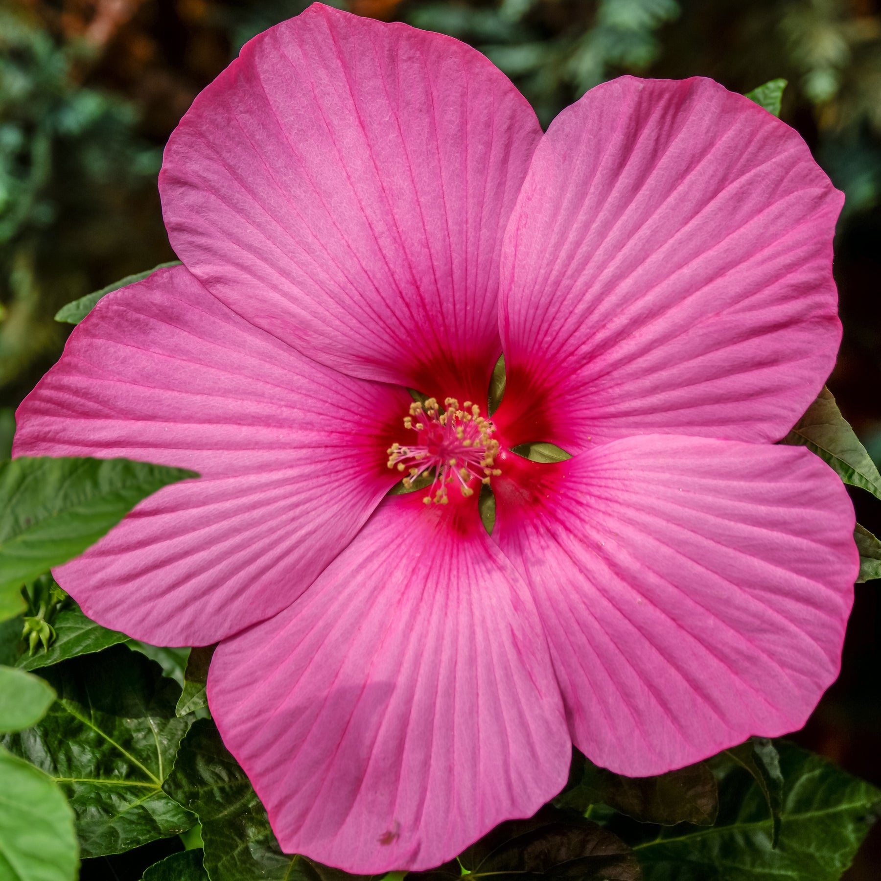 Altheastruik 'Carrousel® Pink Passion' - Willemse