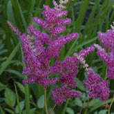 Pluimspirea 'Elizabeth van Veen' - Willemse