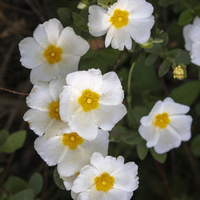 Zwarte zonneroos - Willemse