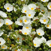 Zwarte zonneroos - Cistus salviifolius - Willemse