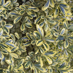 Kardinaalsmuts 'Aureomarginatus' - Euonymus japonicus Aureomarginatus - Willemse