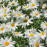 Margriet 'Sweet Daisy Rebecca' - Leucanthemum sweet daisy 'rebecca' - Willemse