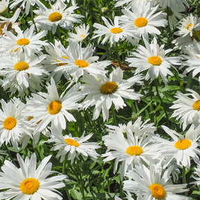 Margriet 'Sweet Daisy Rebecca' - Leucanthemum sweet daisy 'rebecca' - Willemse