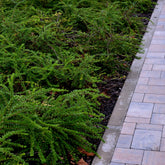 Lonicera nitida - Kamperfoelie - Wintergroene planten