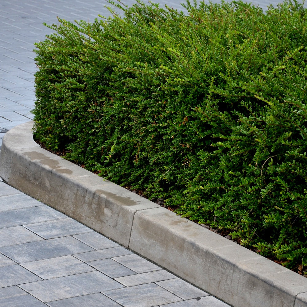 Kamperfoelie - Willemse