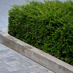 Kamperfoelie - Willemse