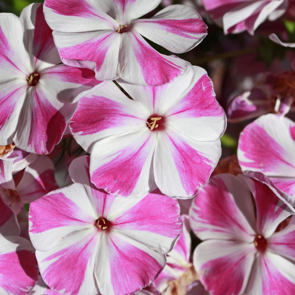 Vlambloem 'Bambini® Crush' - Phlox paniculata Bambini ® Candy Crush - Willemse