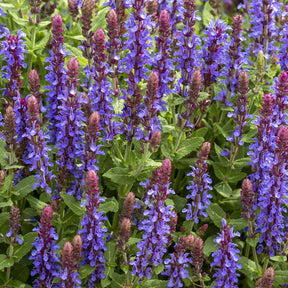 Bossalie 'Deep Purple' - Willemse