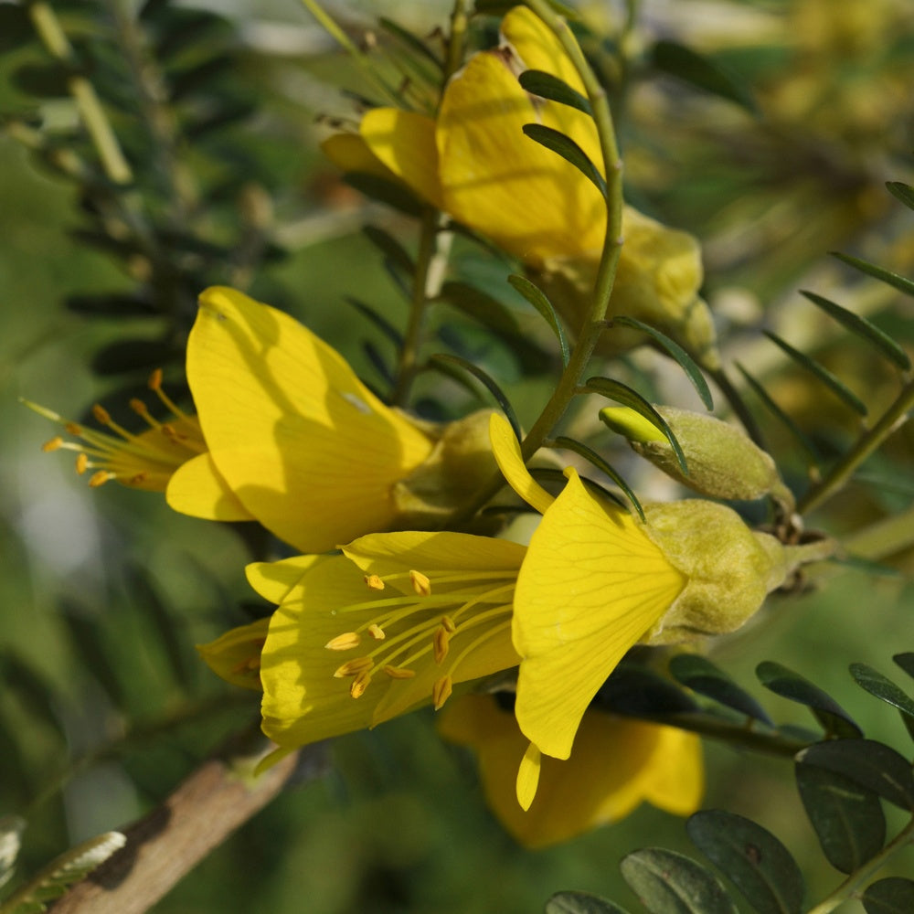 Balkon- en terrasplanten - Honingboom - Sophora microphylla 'sun king'
