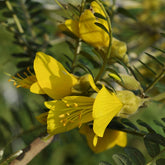 Balkon- en terrasplanten - Honingboom - Sophora microphylla 'sun king'